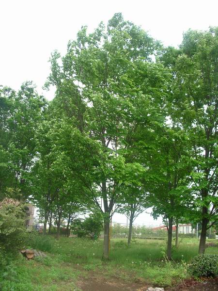 立川ケヤキ写真１